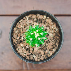 High angle view of succulent plant in pot