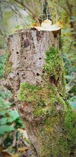 Close-up of moss growing on tree stump