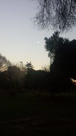 Bare trees on grassy field