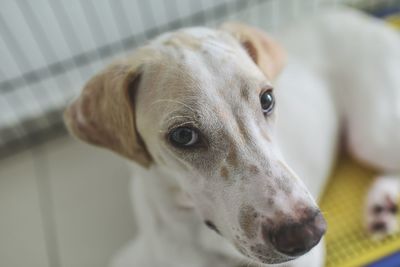 Close-up portrait of dog at home