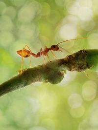 Close-up of insect on leaf