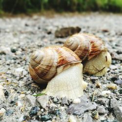 Snails at beach