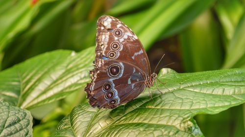 Close-up of butterfly on leaves