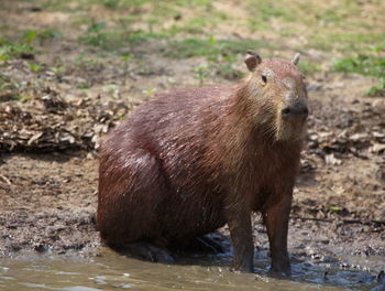 Head on portrait of capybara hydrochoerus hydrochaeris looking at camera pampas del yacuma, bolivia.