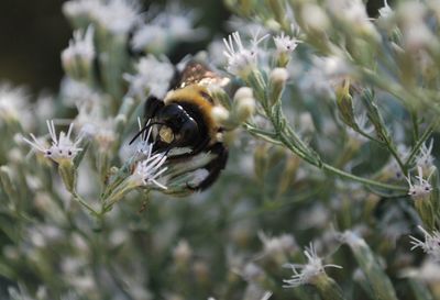 Close-up of bee perching on flower