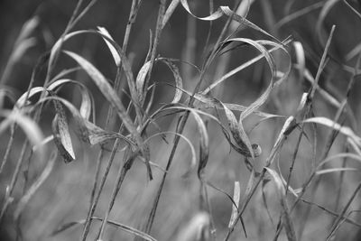 Close-up of leaves