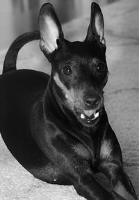 Portrait of dog sitting on sofa