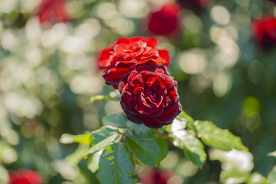 Close-up of red rose on plant