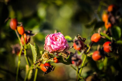 Close-up of pink flowers blooming on tree