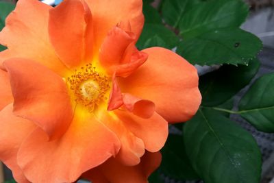 Close-up of orange rose flower