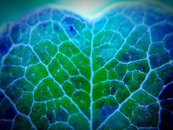 Close-up of leaf