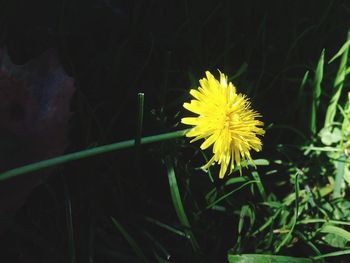 Close-up of yellow flower blooming outdoors