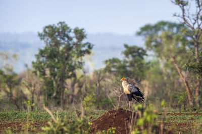 Bird perching on a field