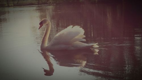 Birds swimming in lake