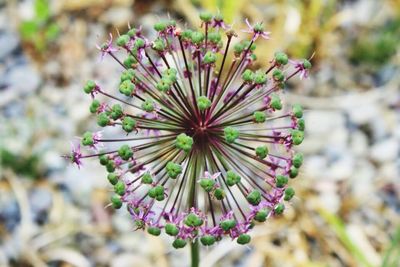 Close-up of purple flowers blooming