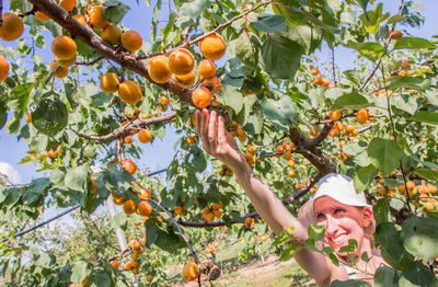 Low angle view of orange fruits on tree