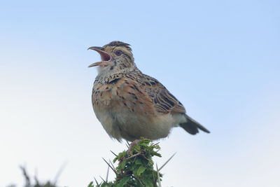 A rufous-naped lark