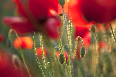 Close-up of red flowering plant