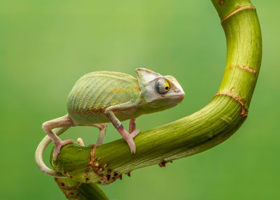 Close-up of lizard