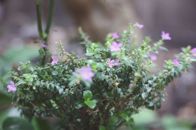 Close-up of flowers blooming outdoors