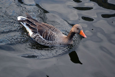 High angle view of goose swimming in lake