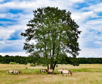 Horses in a field