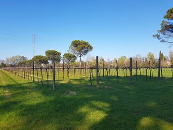 Trees on field against clear sky