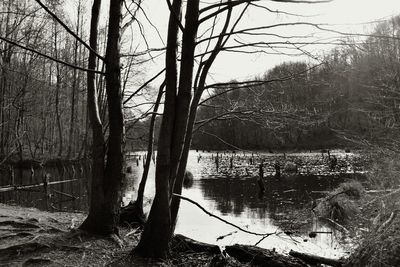 Bare trees by lake in forest