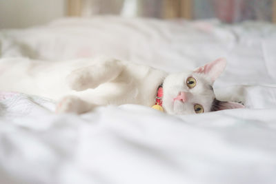 Portrait of cat lying on bed