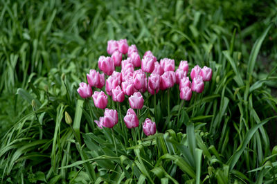 Close-up of pink flowers blooming outdoors