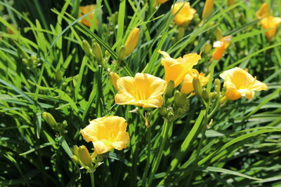 Close-up of yellow flower