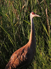 Close-up of a bird on field