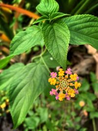 Close-up of flowering plant