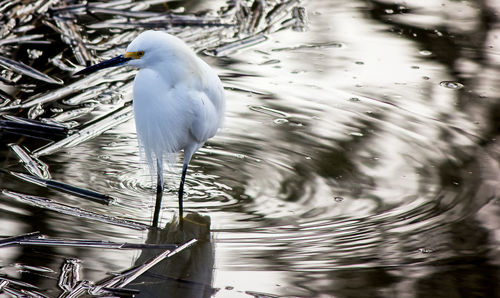 Bird perching on a lake