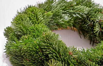 Close-up of pine tree