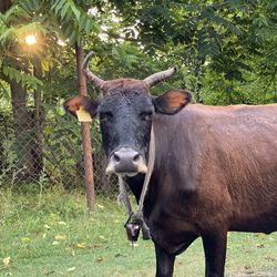 Horse standing in a field