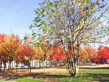 Trees in park