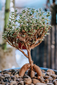 Close-up of cactus bonsai