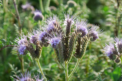 Close-up of purple thistle flowers on field