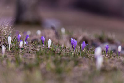 Close-up of purple crocus flowers on field