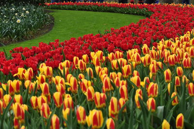 Multi colored tulips in field