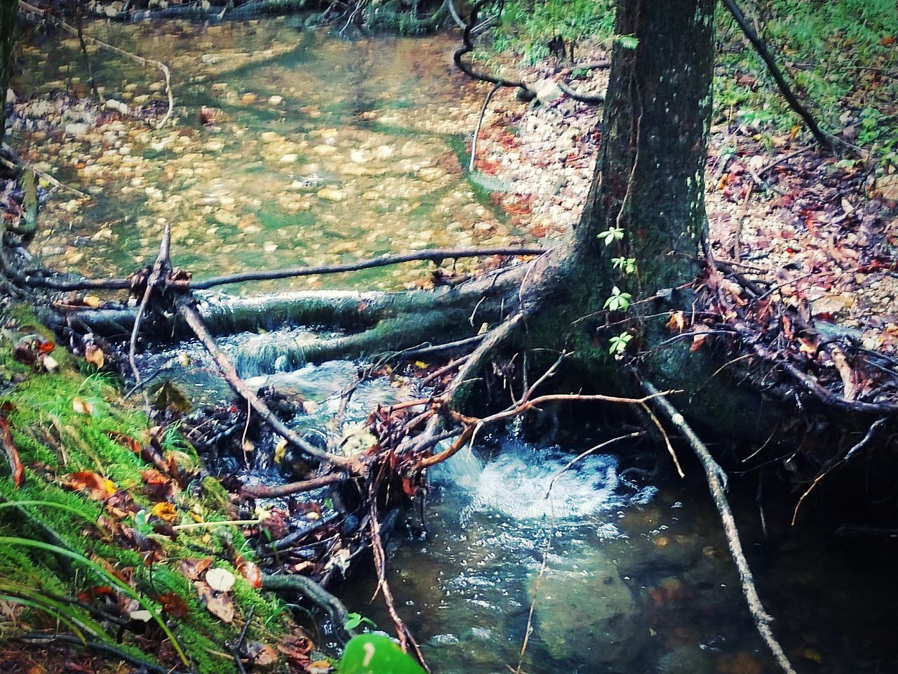 WATER FALLING FROM TREE TRUNK