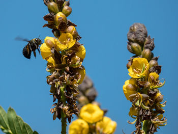 Low angle view of flowers