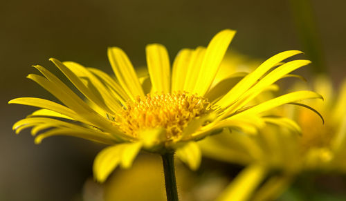 Close-up of yellow flower