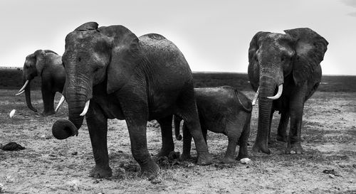 Elephants standing on field