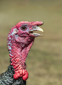 Head of a turkey with a blurred background. close-up.