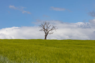 Scenic view of field against sky