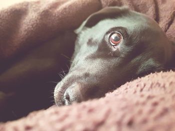 Close-up of dog lying down on bed