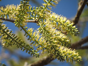 Low angle view of flower tree