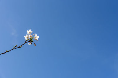 Low angle view of white flowering plant against clear blue sky